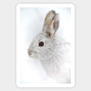 Snow Shoe Hare Sticker